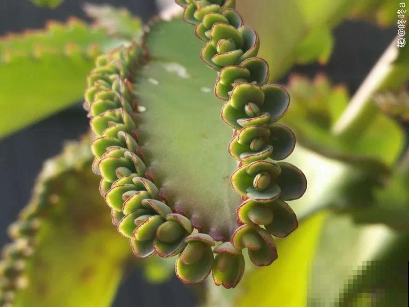 “不死鸟”真烦人，越养越多，真想扔掉