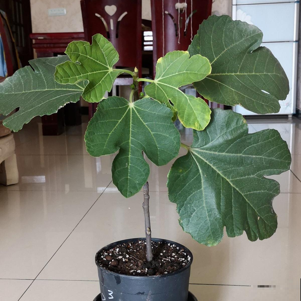 2种果树，不仅能结果，修剪好了还能做盆景