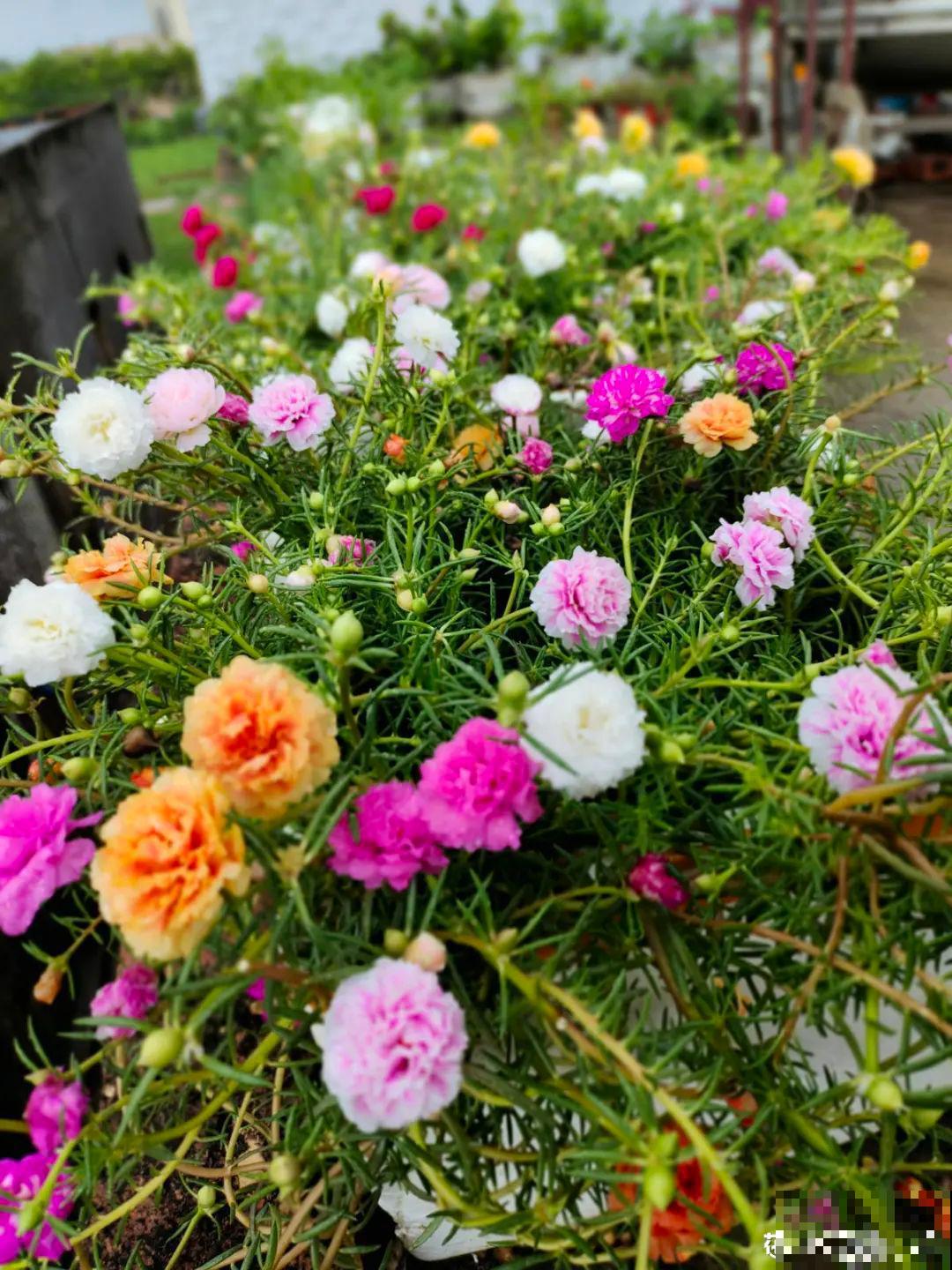 6种花耐高温，夏天也能养开花