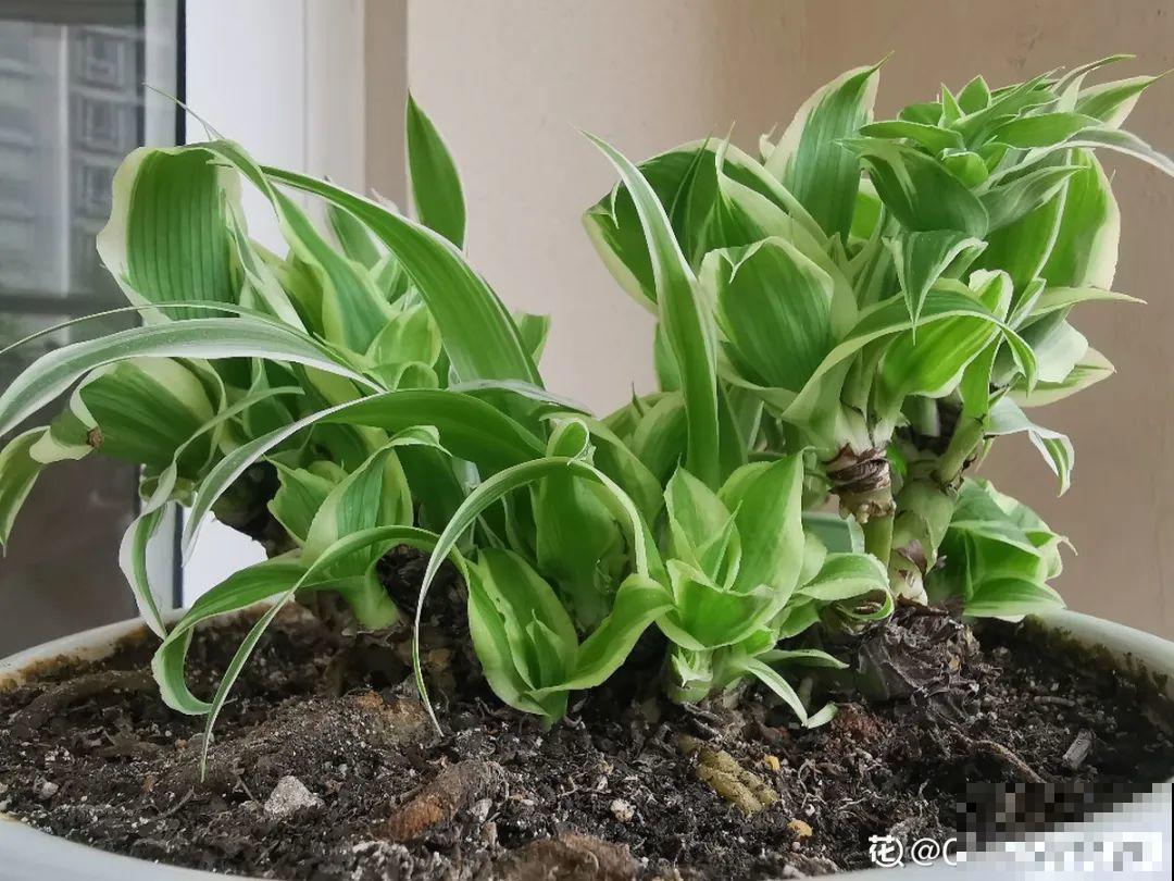 吊兰喝点淘米水，长成“爆炸头”，旺的不得了