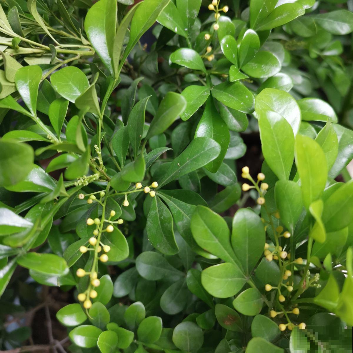 室内空气不好,养盆杀菌花,释放氧气效果好 室内空气不好,养盆杀菌花,释放氧气效果好