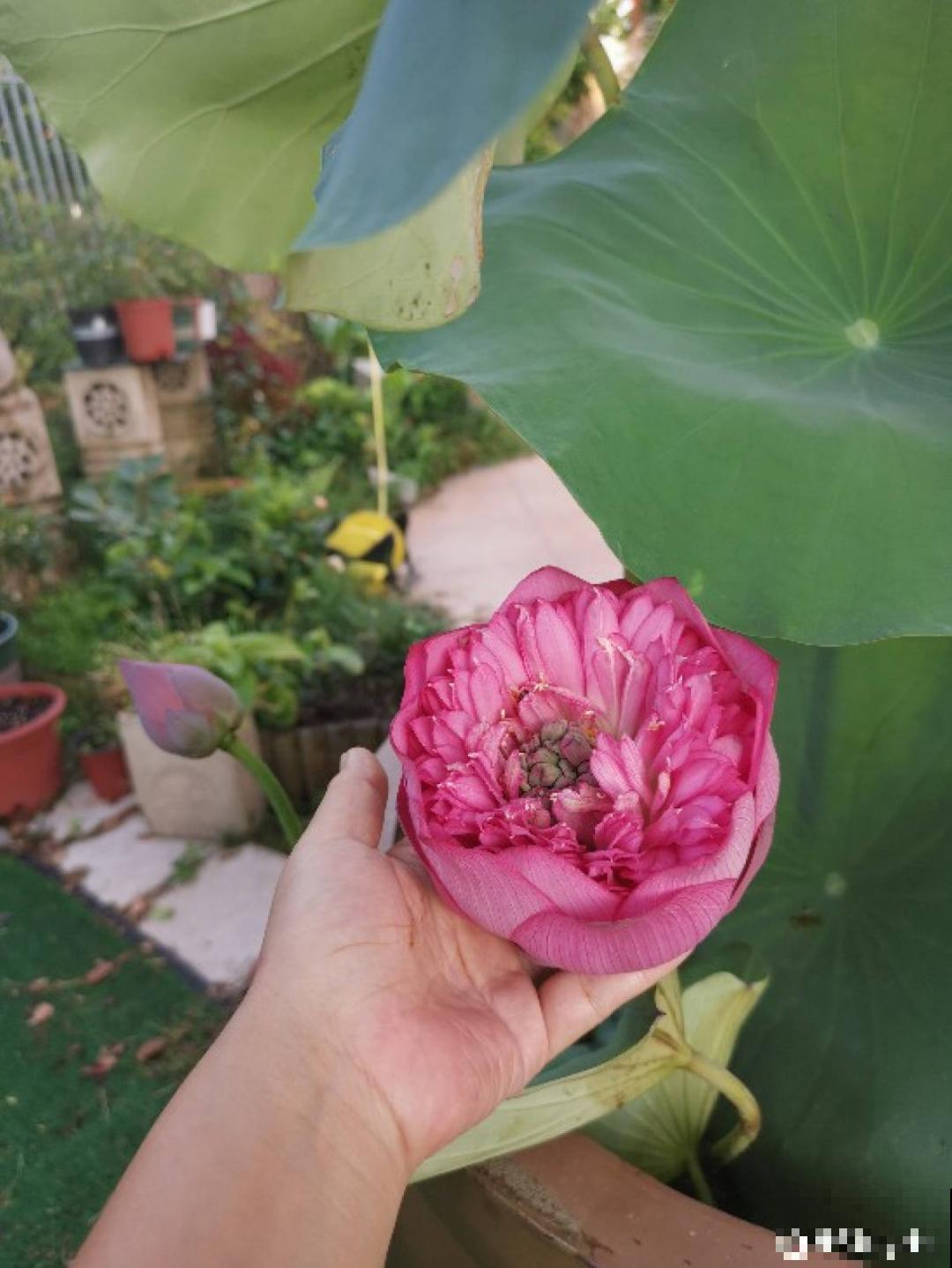 农村捡个大水缸，种点碗莲仙气十足，人见人爱