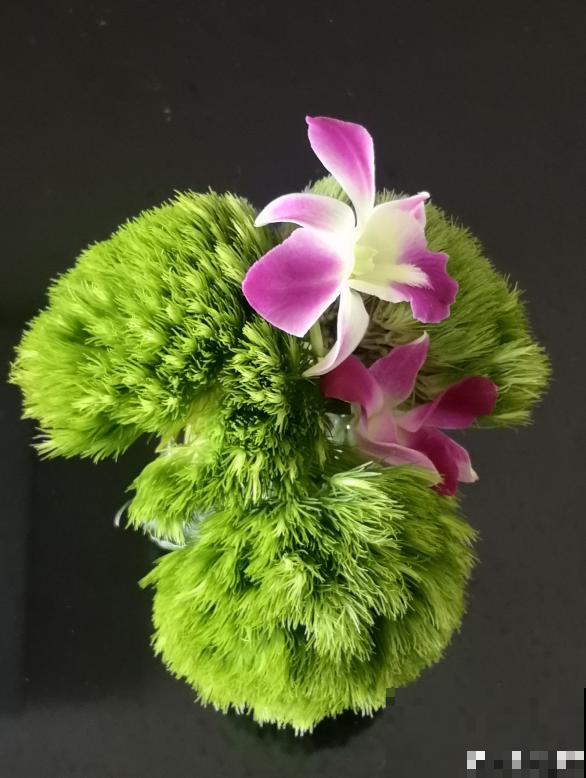 最近流行的简约风绿色，这3种植物，纳凉经典又好养