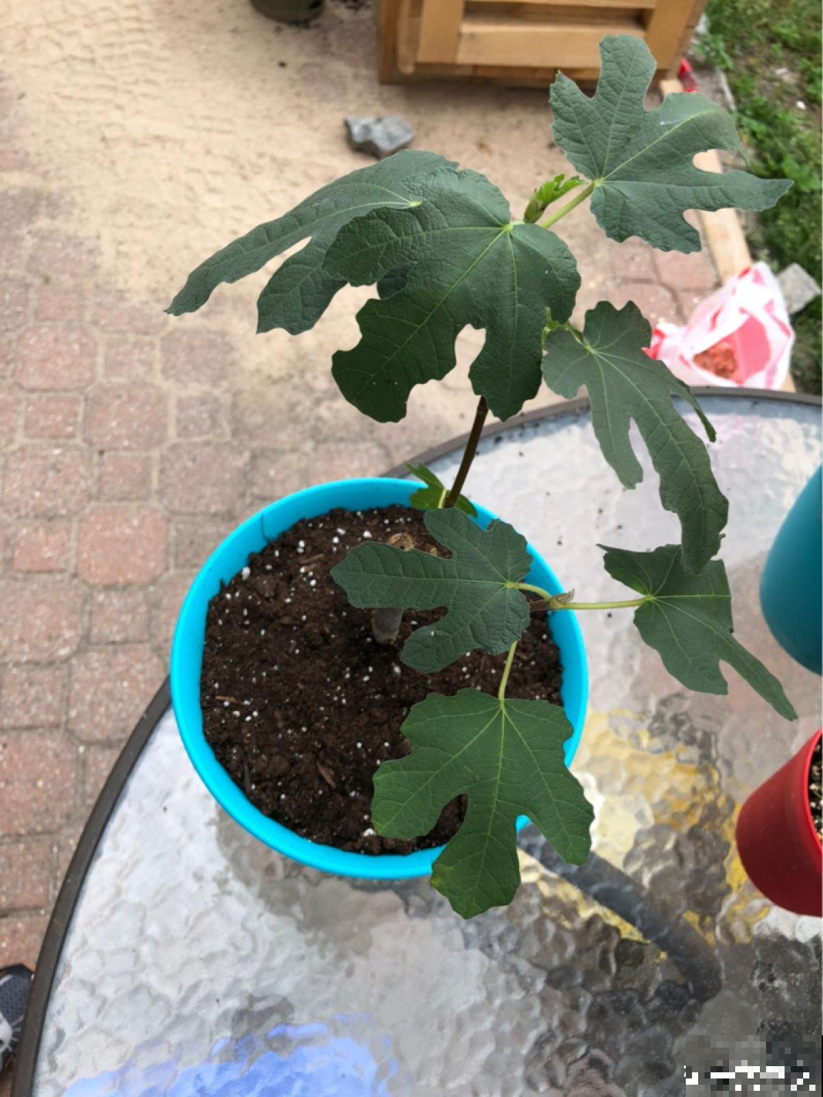 2种果树，不仅能结果，修剪好了还能做盆景