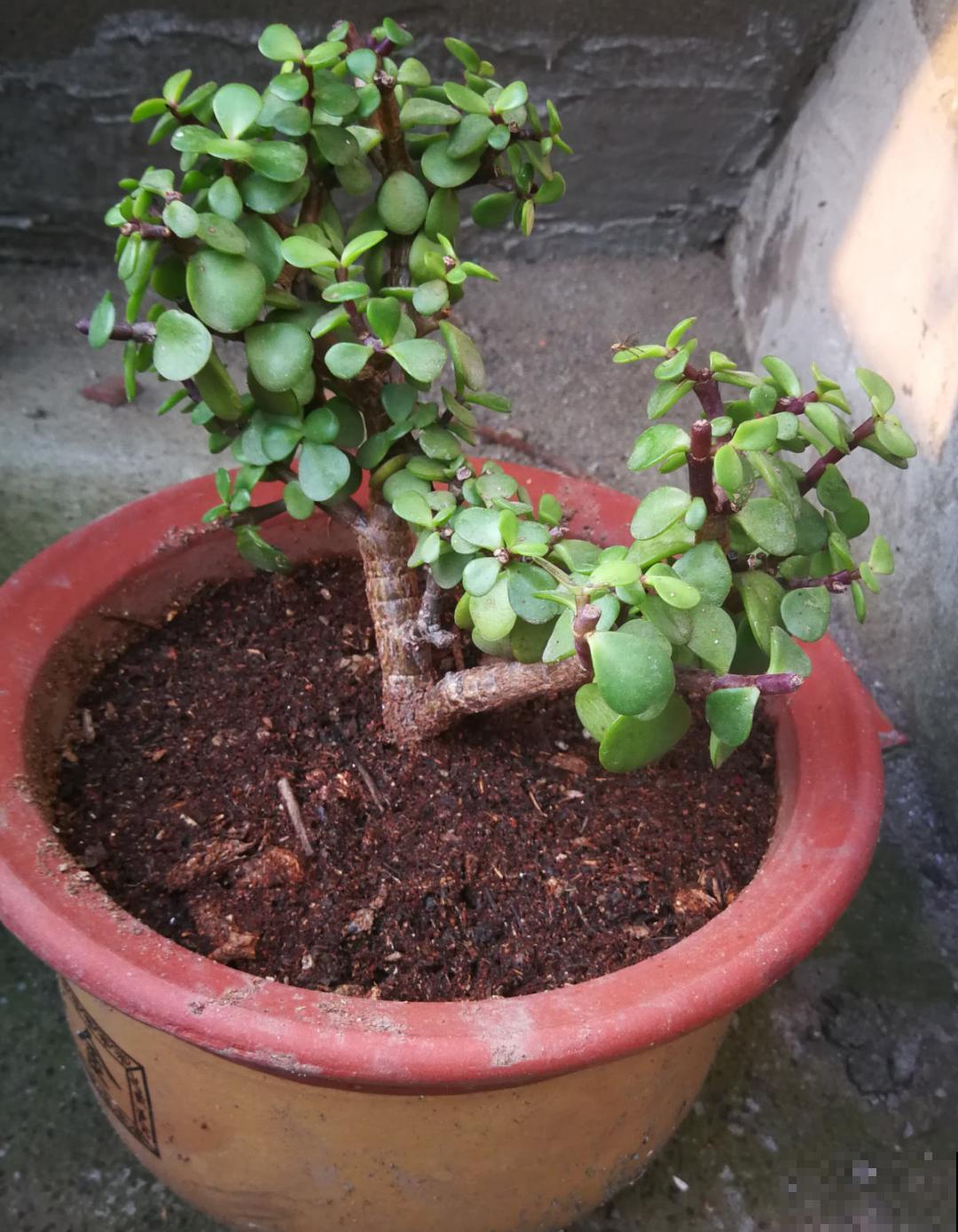 30℃以上，10种花就先别养了，买一盆死一盆，别怪我没提醒你