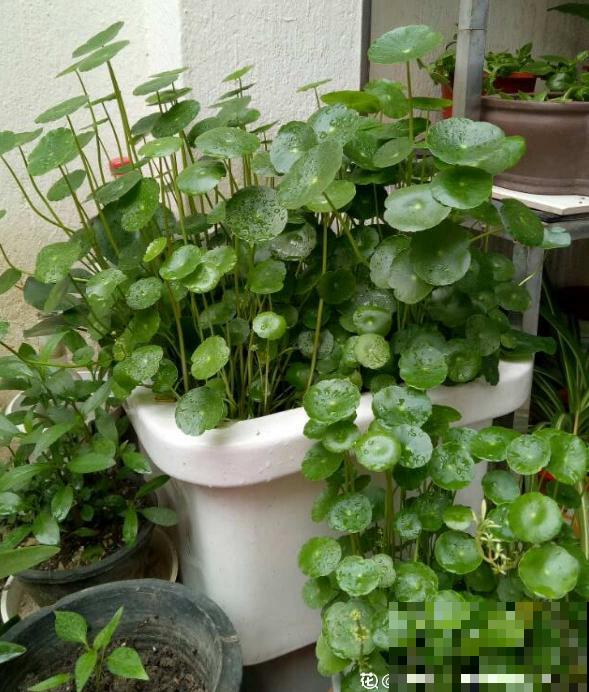 要金钱还是要铜钱，金钱草和铜钱草养哪个最好？