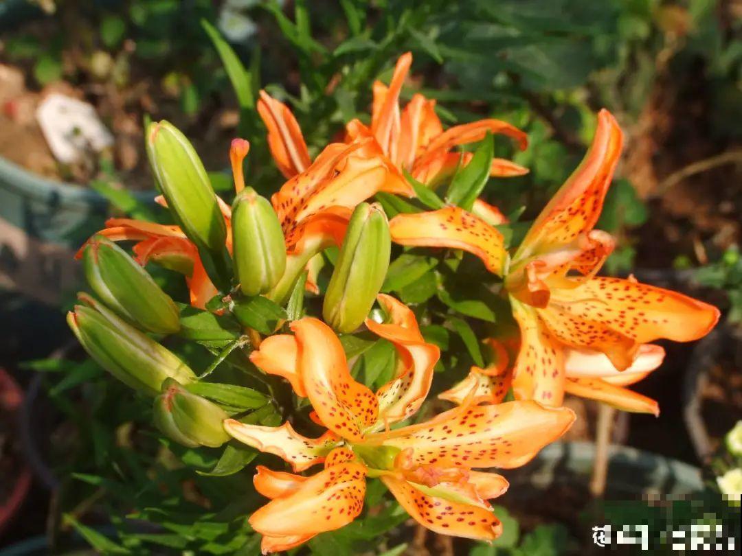 天热就别买这7种花，难养活，正休眠，养死了还浪费钱