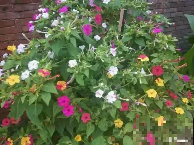 活的“香水花”,夏天一直开,满院子都是花香 活的“香水花”,夏天一直开,满院子都是花香