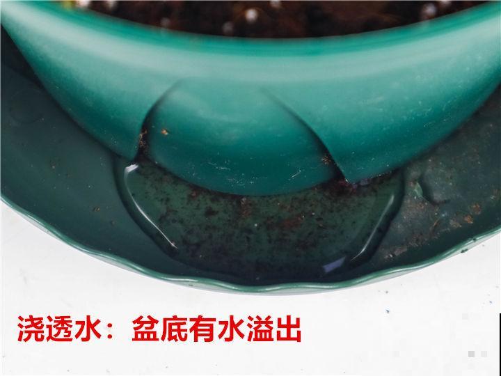 新手看过来，老手不要进！绿植浇水术语和方法，你能懂几个？