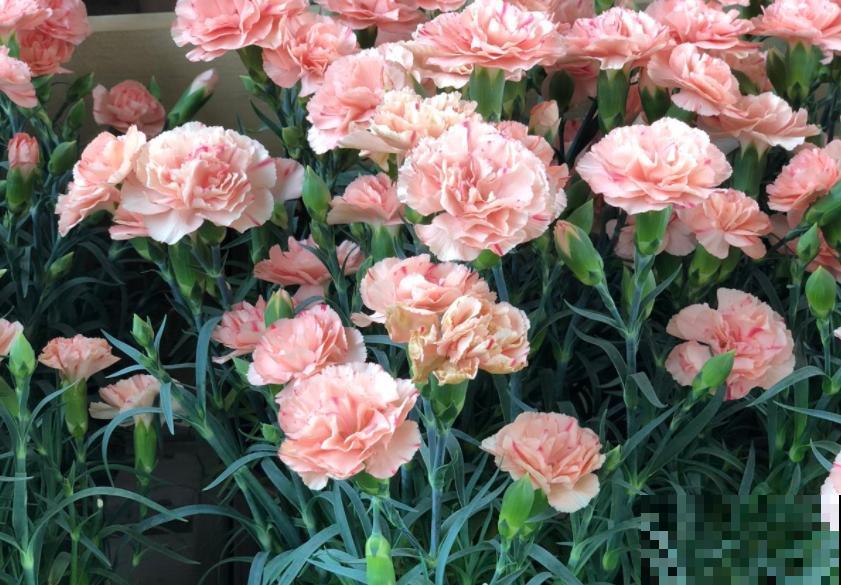 鲜花做成干花，颜色质感有特点，还可以放在家中点缀