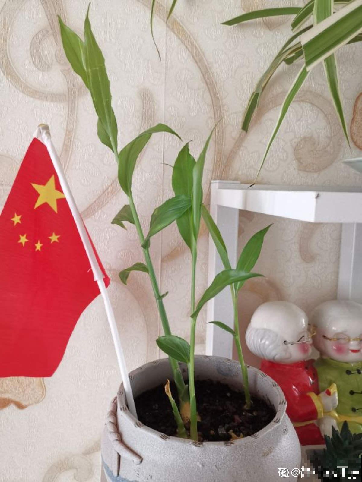 吃剩的蔬菜扔土里,长成清新绿植,怪好看的 吃剩的蔬菜扔土里,长成清新绿植,怪好看的