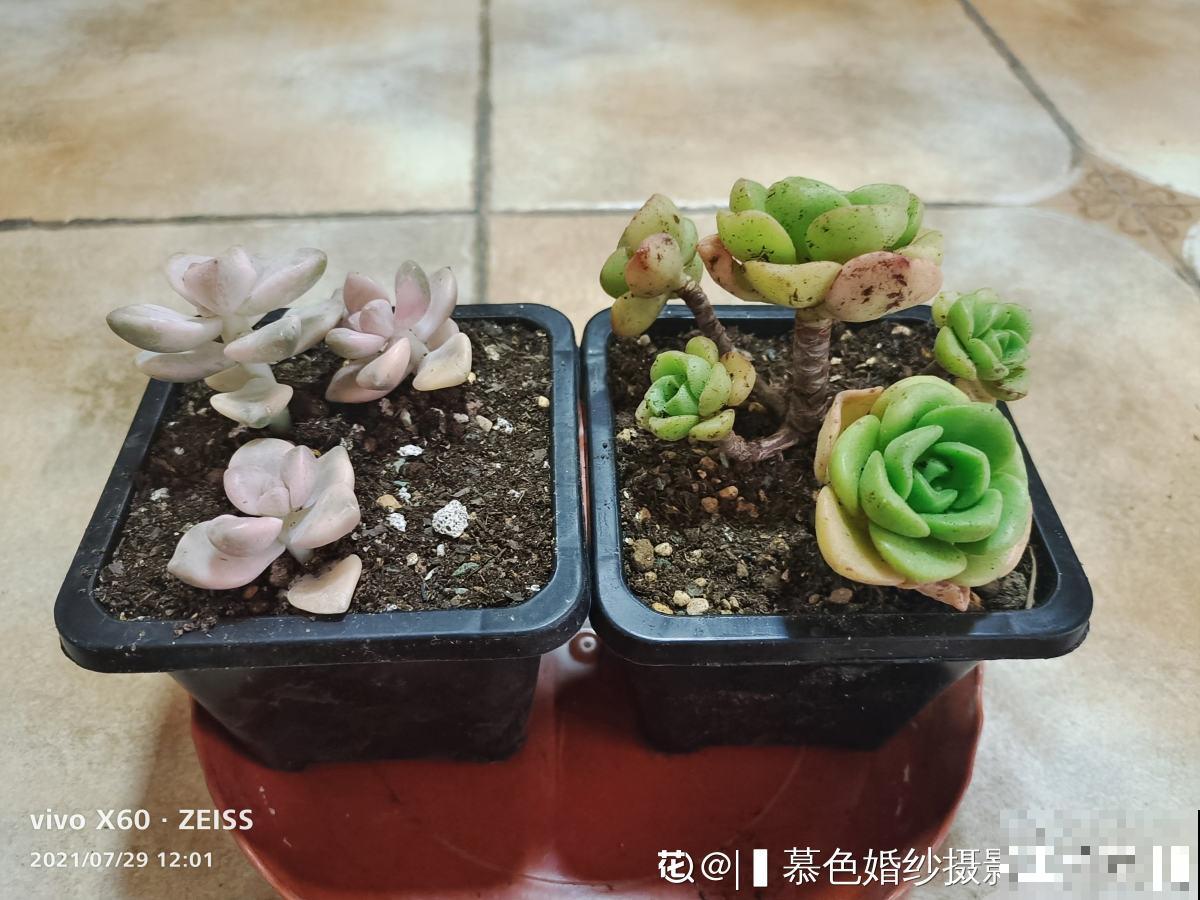 现在养多肉要注意4要点,别让多肉熬过夏天,却死在秋天 现在养多肉要注意4要点,别让多肉熬过夏天,却死在秋天