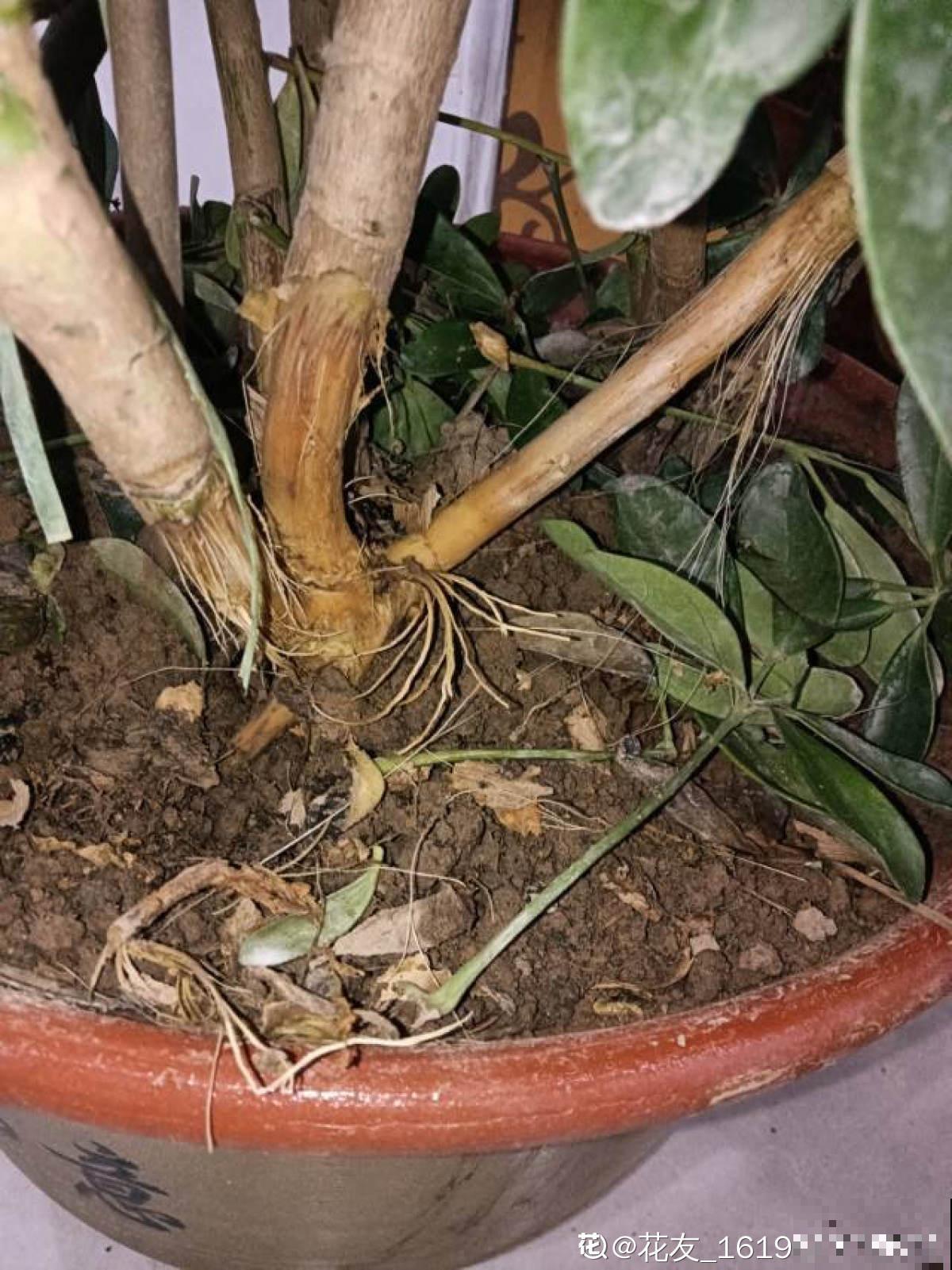 秋天植物苏醒后,重点防烂根,4个要点要做好 秋天植物苏醒后,重点防烂根,4个要点要做好