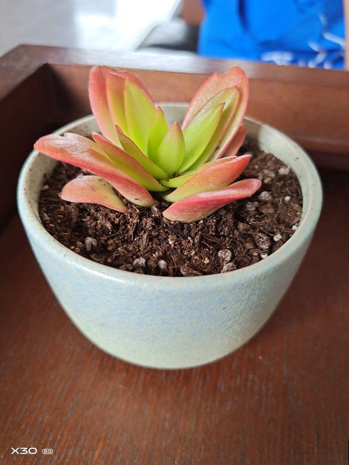 夏季养多肉，记住3个不要，轻松过夏