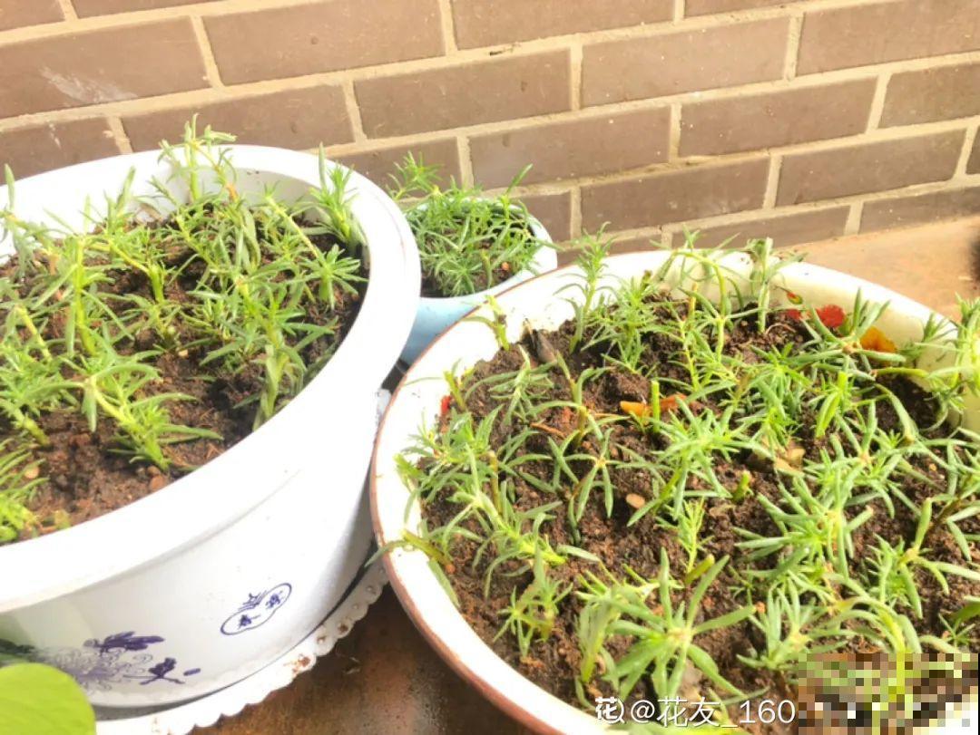 茉莉一长高就剪，别舍不得， 剪对了能快速复花