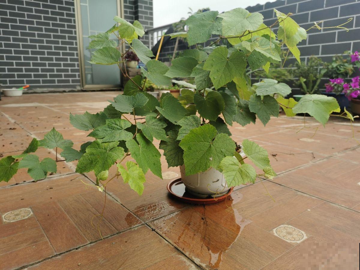 4种花容易“缺铁”，黄叶子、长不大，越养越差劲