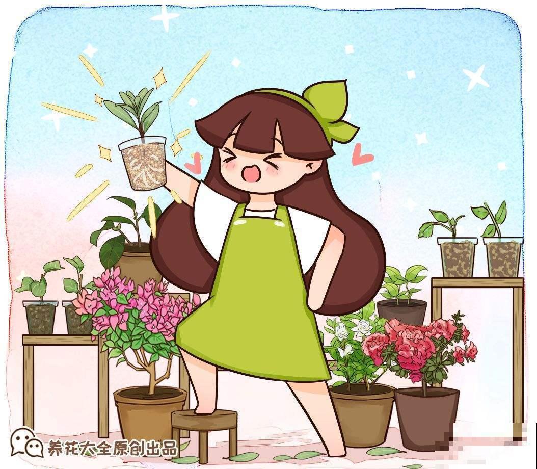 古人说的盆花五姊妹，一个比一个漂亮，放在居室真美观