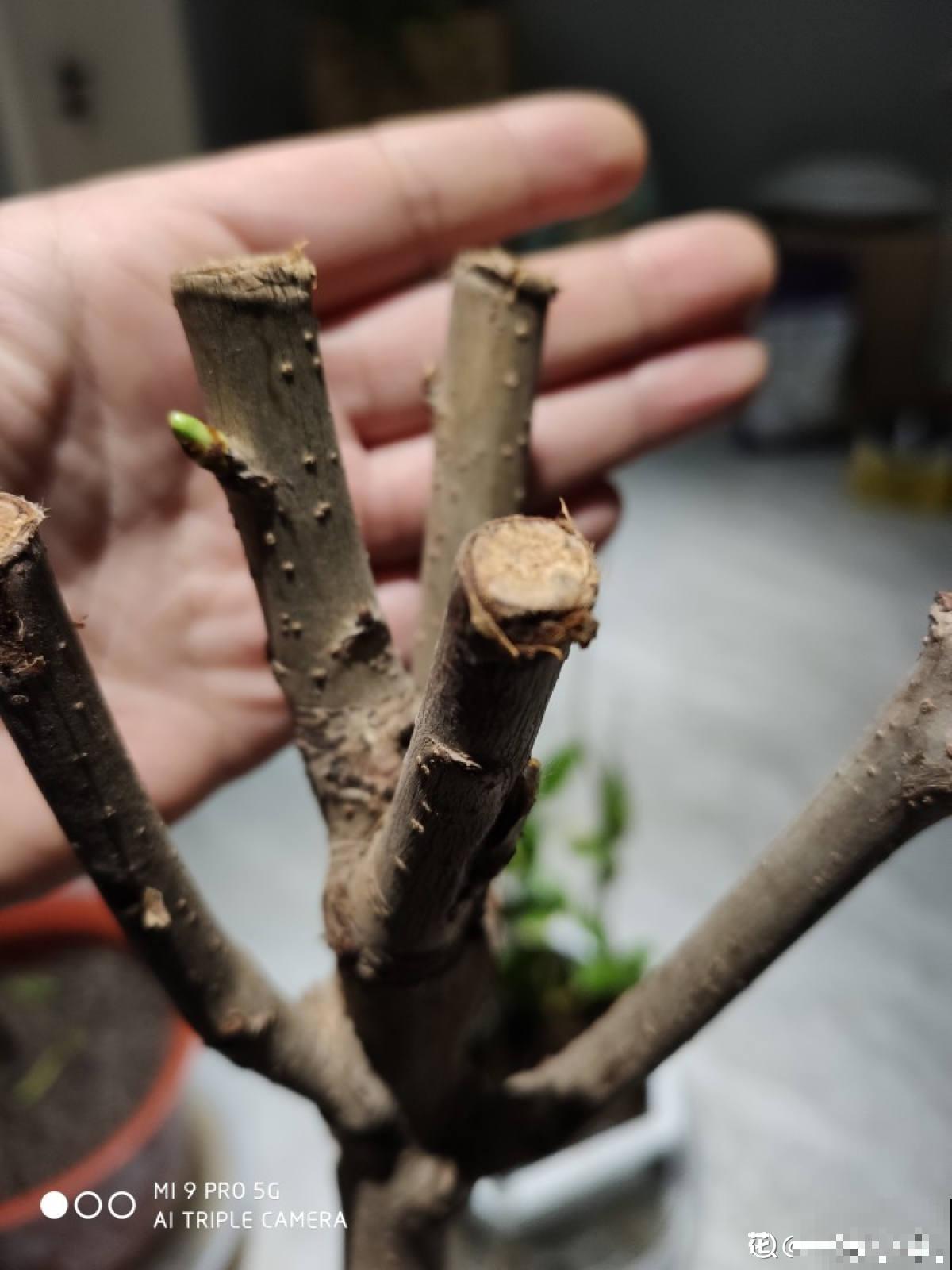 5个步骤，还你一盆樱桃盆栽，果实红得像宝石