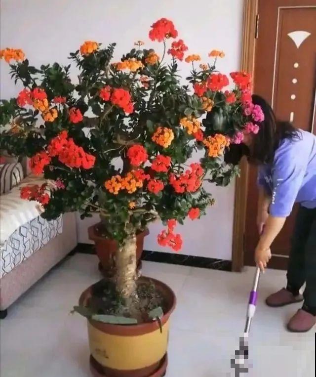 养了30年的玉树，扦插开出9色花，快来沾沾喜气