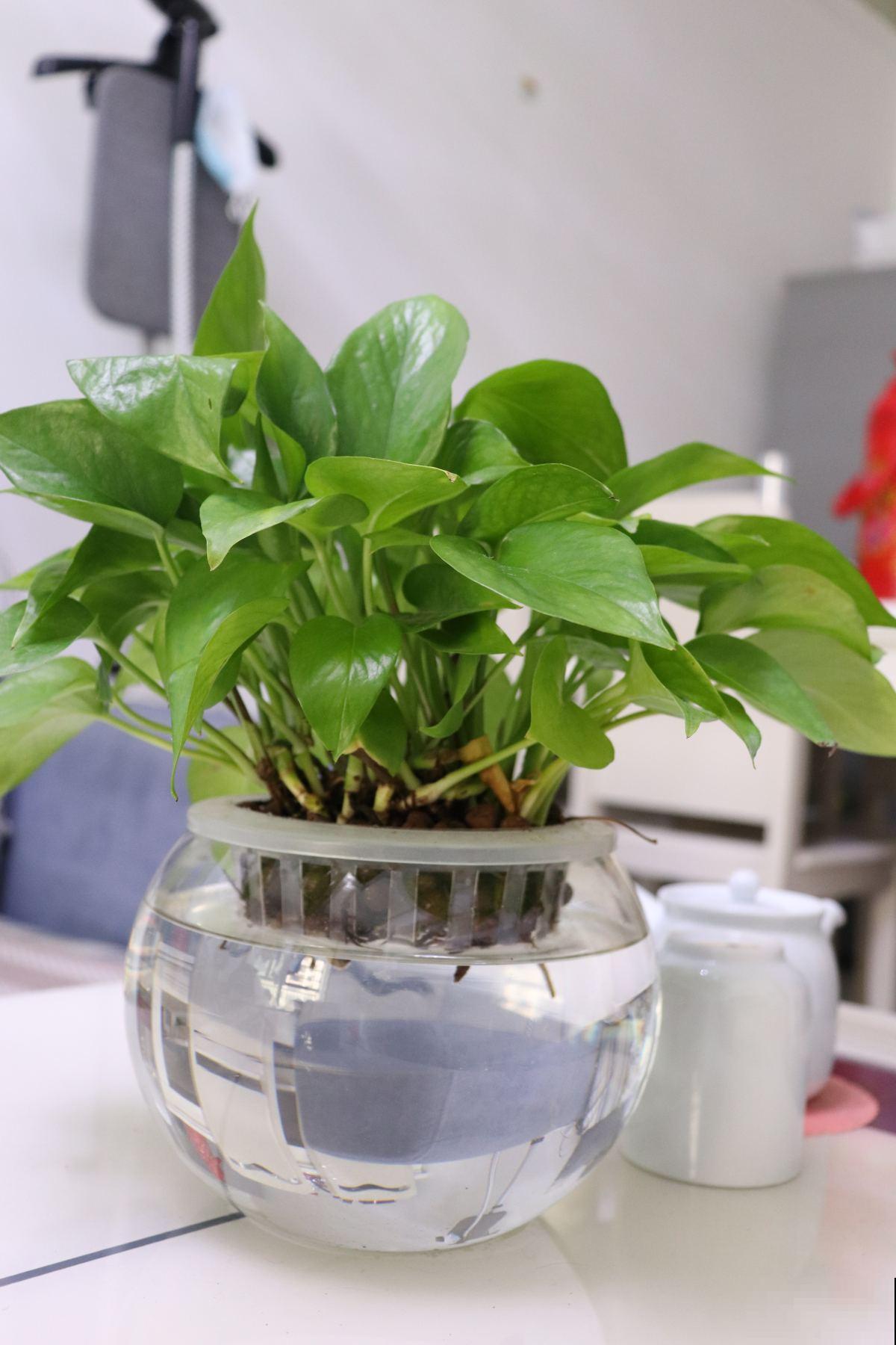 绿萝叶子在滴水，恭喜你，是绿萝健康的标志