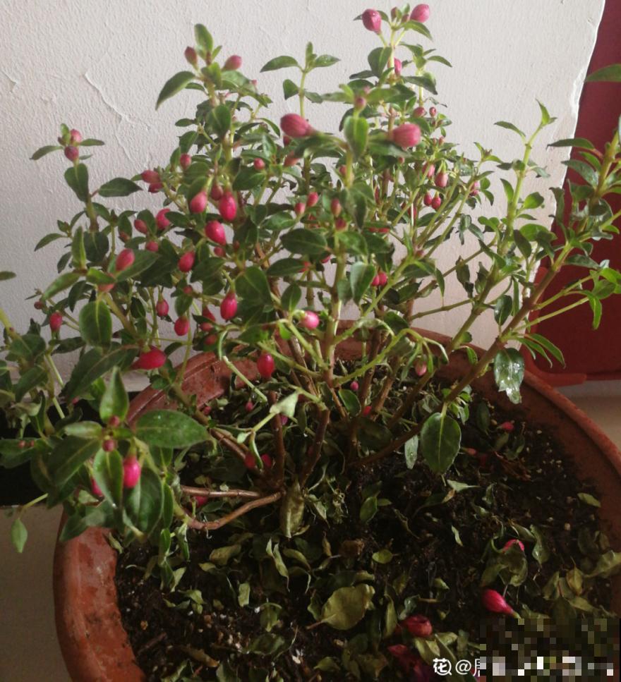 30℃以上，10种花就先别养了，买一盆死一盆，别怪我没提醒你