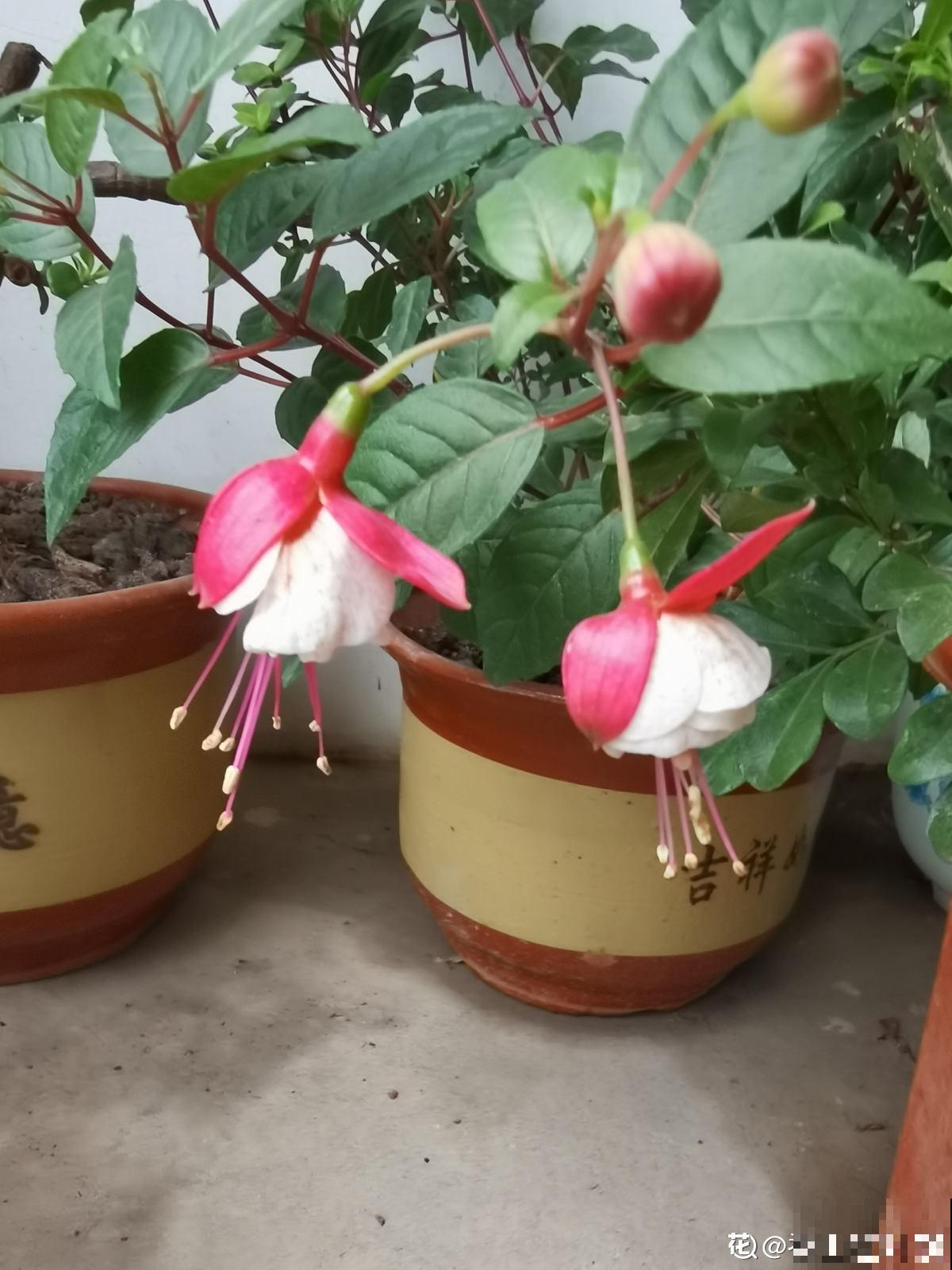 高温预警，先别种这4种花，夏天养好算我输