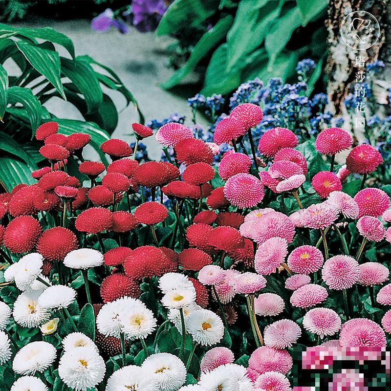 炎炎夏日，要想养花省心，非小雏菊莫属