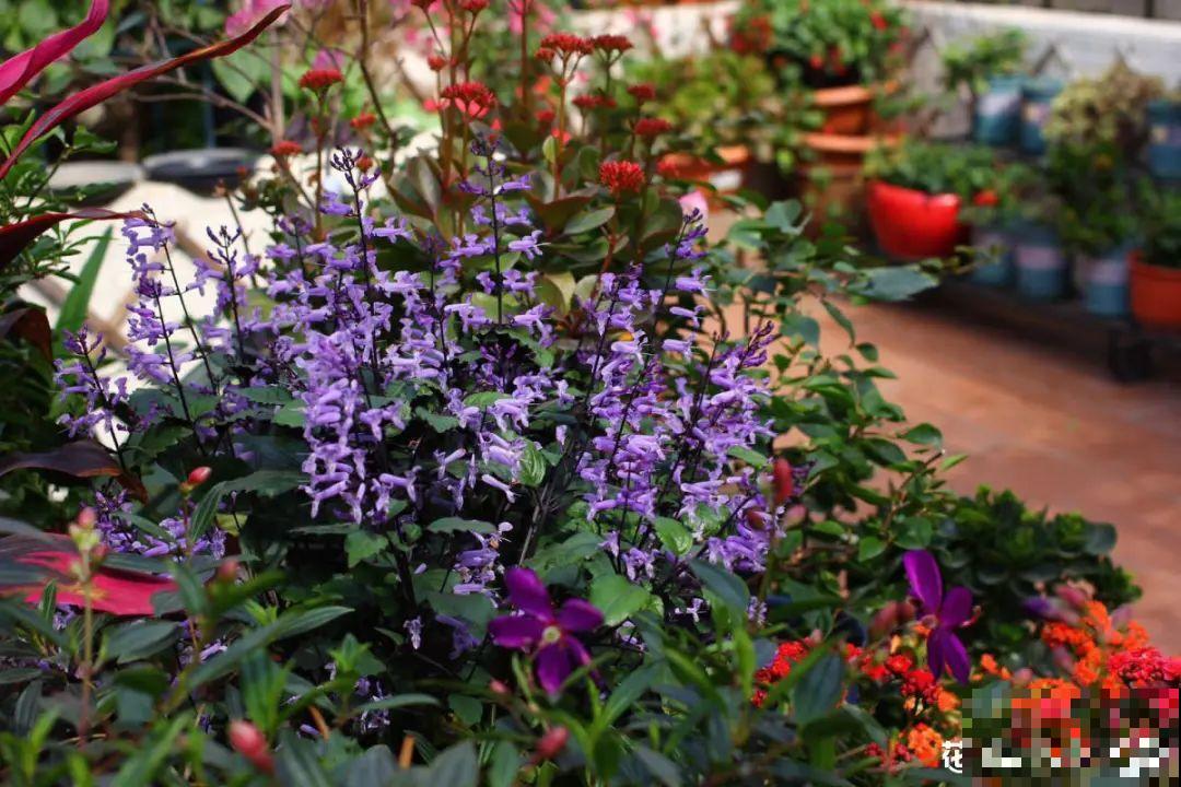 家里别只养绿萝,15种精致耐阴花,光照不好也能长很美 家里别只养绿萝,15种精致耐阴花,光照不好也能长很美