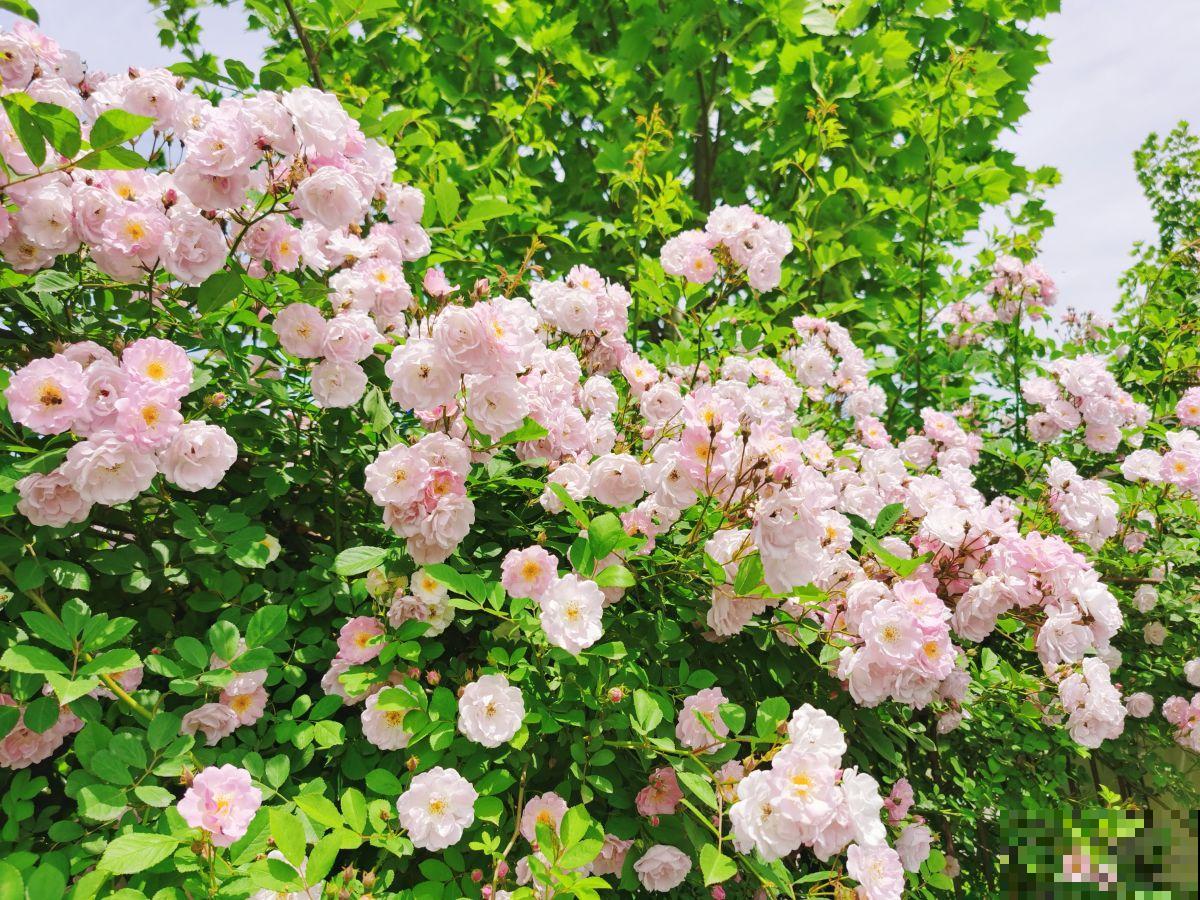 精致的农村院子，主要是种了这4种花，爬藤地栽木本都有