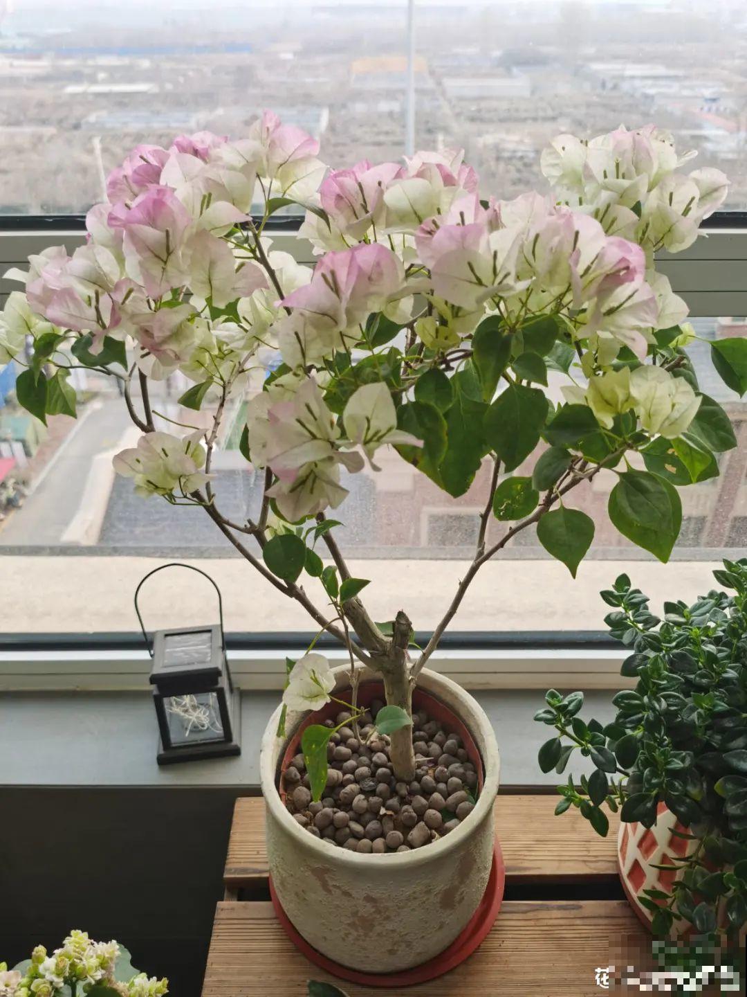 三角梅剪 一剪，搬出去晒晒，呼呼爆花