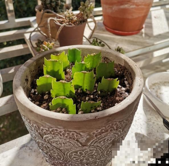 秋天要抓住机会扦插，5种花现在扦插正合适，生根率很高