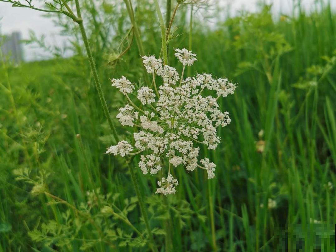 水塘边长出的“烤肠”,原来叫香蒲,毛茸茸特好玩 水塘边长出的“烤肠”,原来叫香蒲,毛茸茸特好玩