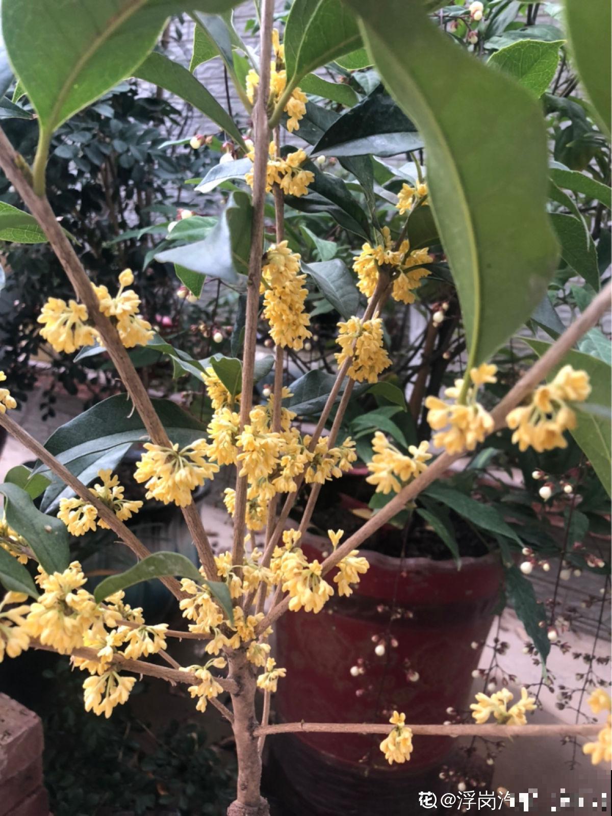 现在学好4个方法,桂花开花多,简直就是“活香水” 现在学好4个方法,桂花开花多,简直就是“活香水”