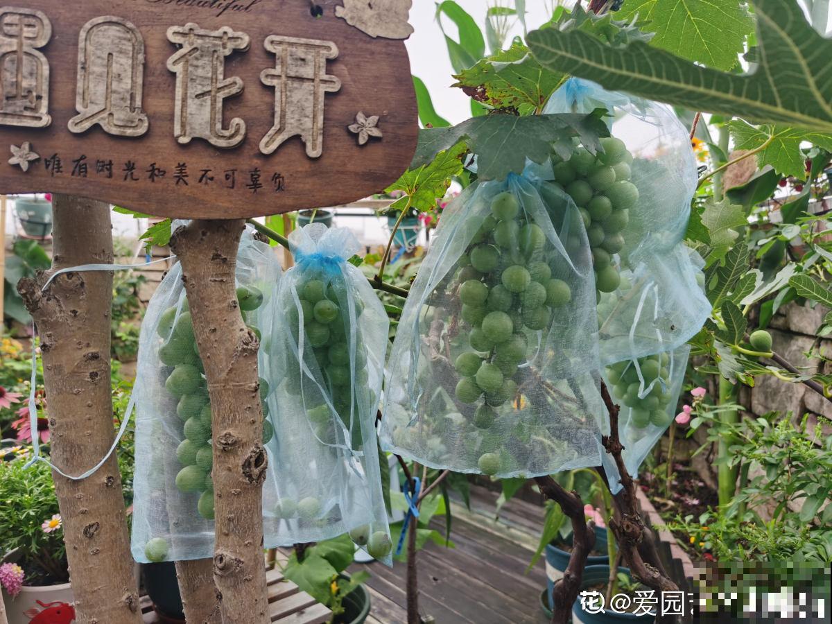 一棵葡萄树，做成天然遮阴棚，养殖省力又好打理