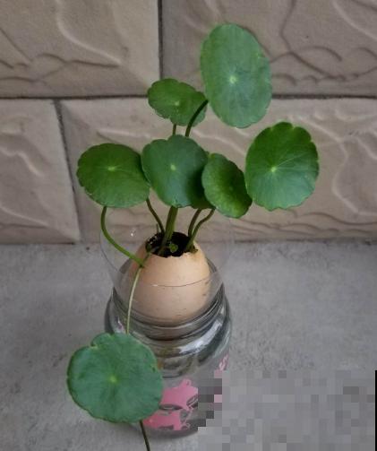 敲开的蛋壳别扔，这5种用法等你发掘，不用真是吃大亏