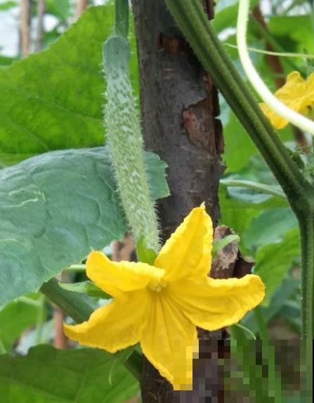 黄瓜养腻了，换一换水果黄瓜，养法相似，营养更高