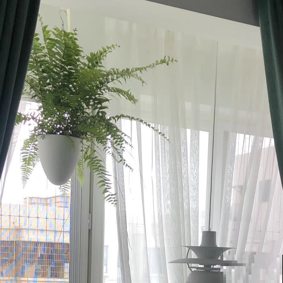 大叶子耐阴花，室内一定养，叶子比脸大，真凉快