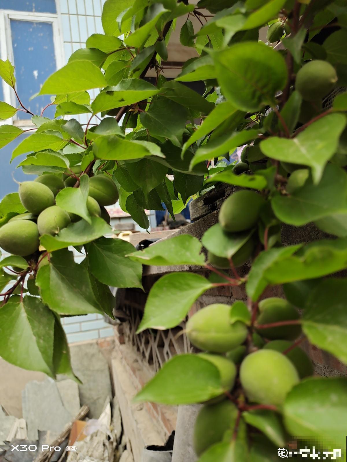 院子里种了棵杏树,没想到惹了麻烦,天天生气 院子里种了棵杏树,没想到惹了麻烦,天天生气