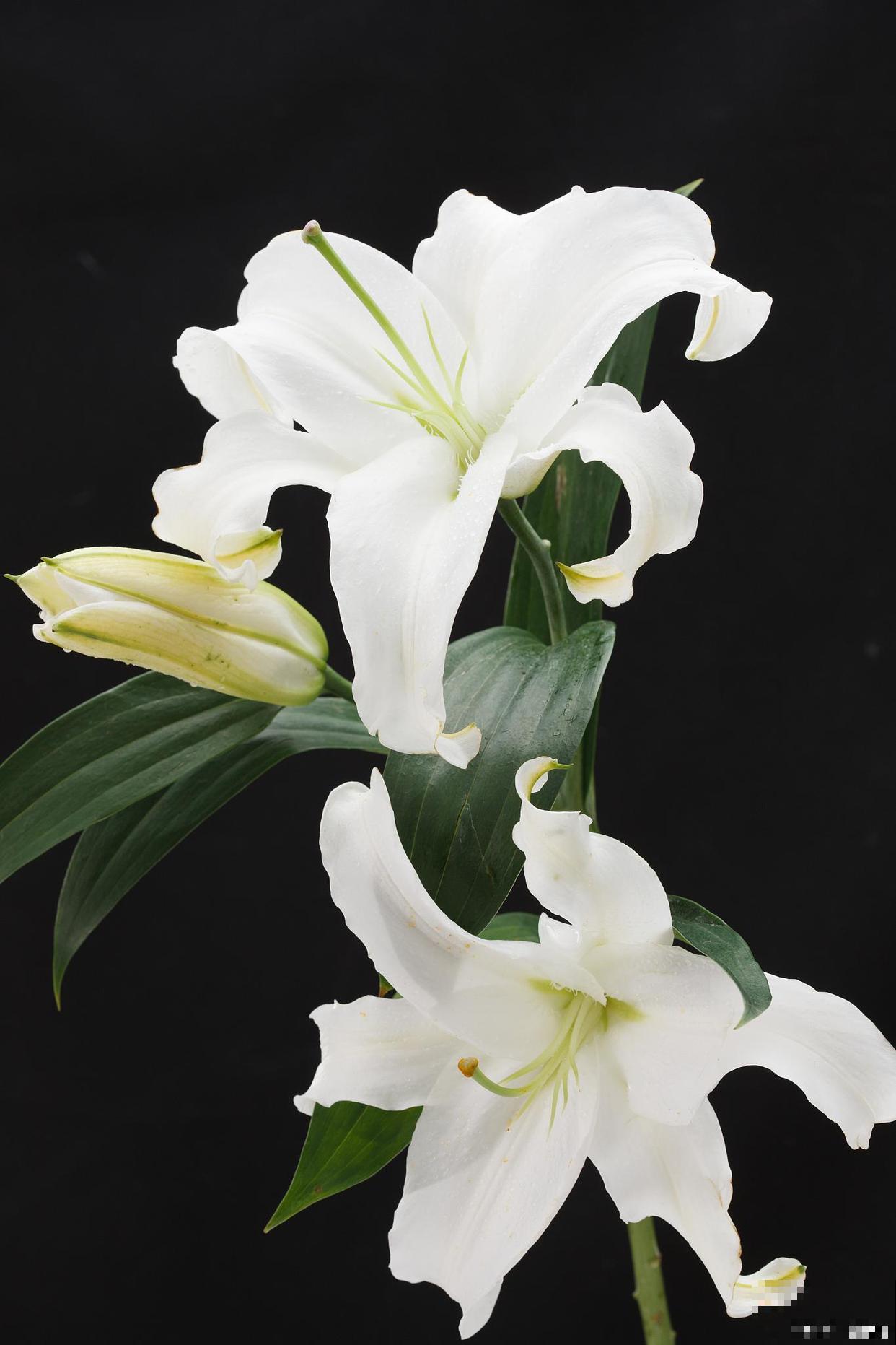 要想百合开花多，做好3点养护，到了季节就开花