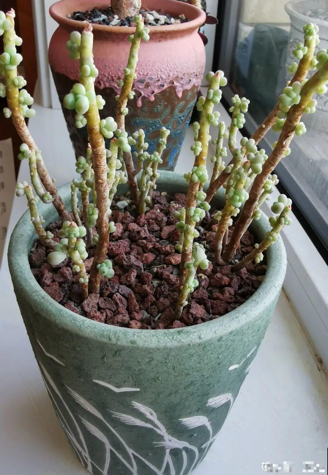 茉莉一长高就剪，别舍不得， 剪对了能快速复花