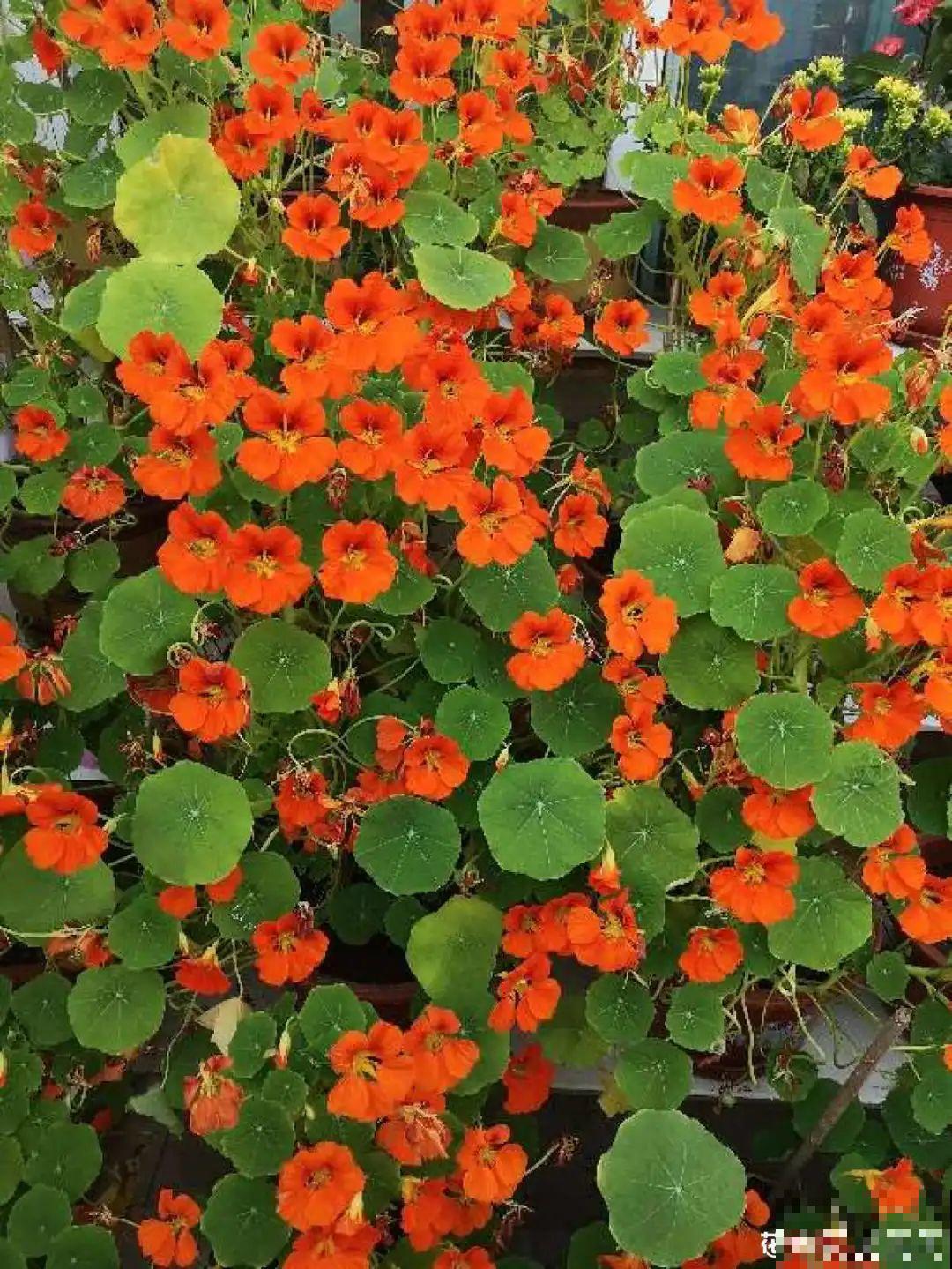 30℃以上，10种花就先别养了，买一盆死一盆，别怪我没提醒你