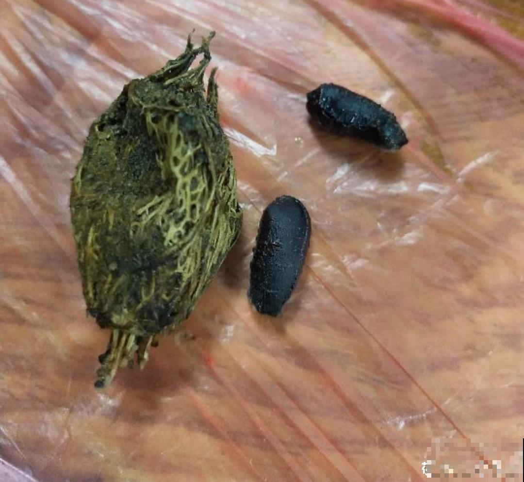 聪明人养4种花,一定记得收种子,多的能赚钱 聪明人养4种花,一定记得收种子,多的能赚钱