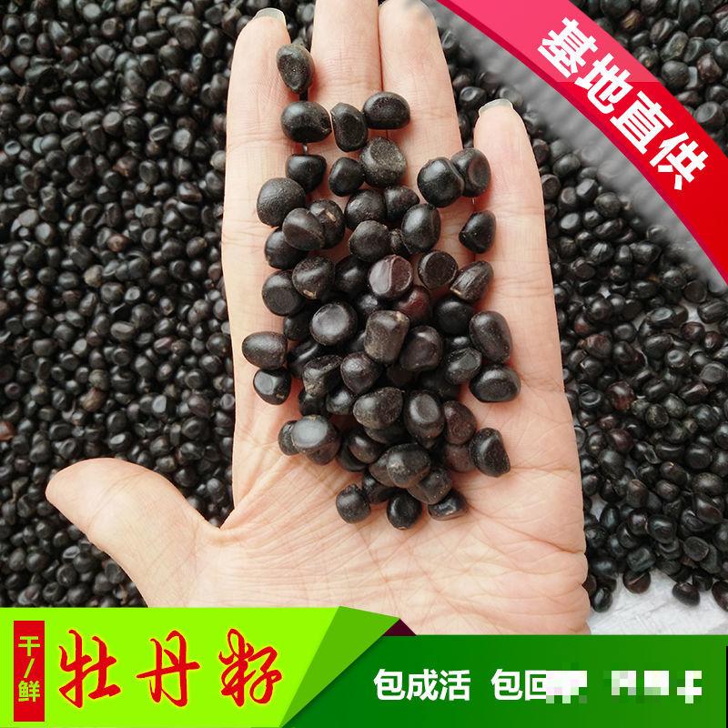 一枝独秀,看牡丹艳压群芳,分享5步牡丹养护方法 一枝独秀,看牡丹艳压群芳,分享5步牡丹养护方法