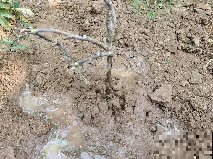 中国人最爱养的花，富贵又大气，养大门口特有面子！