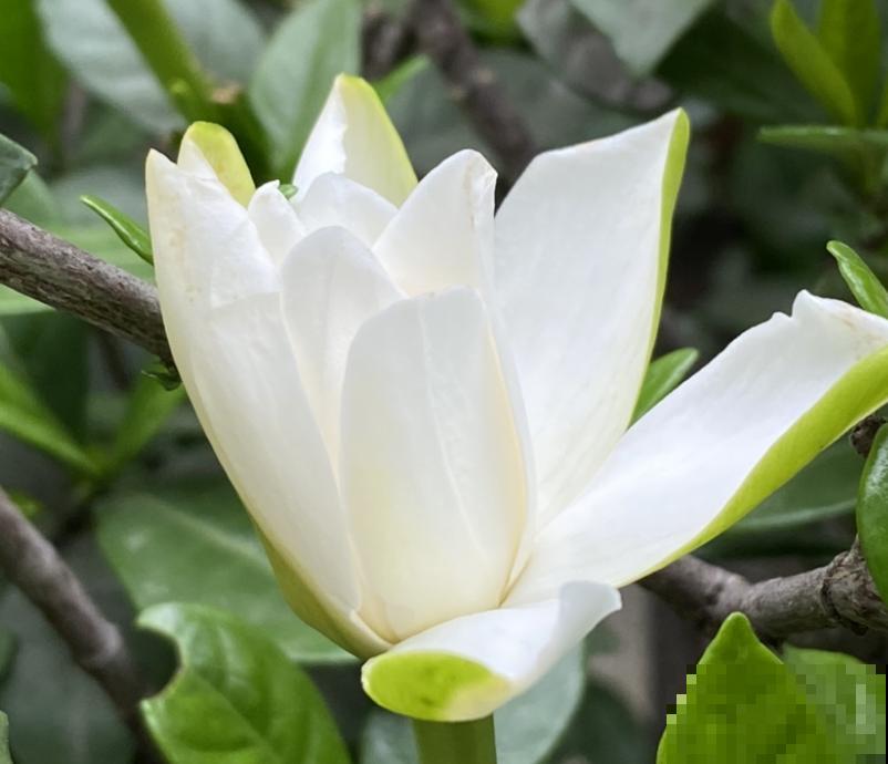 好不容易长出花苞，居然“消苞”了，太心疼