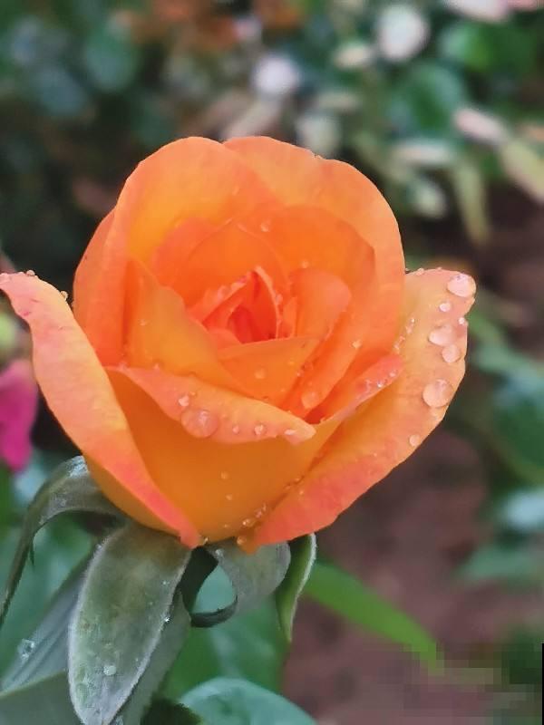 雨天养花需注意，想要花朵不生病，5点要做好