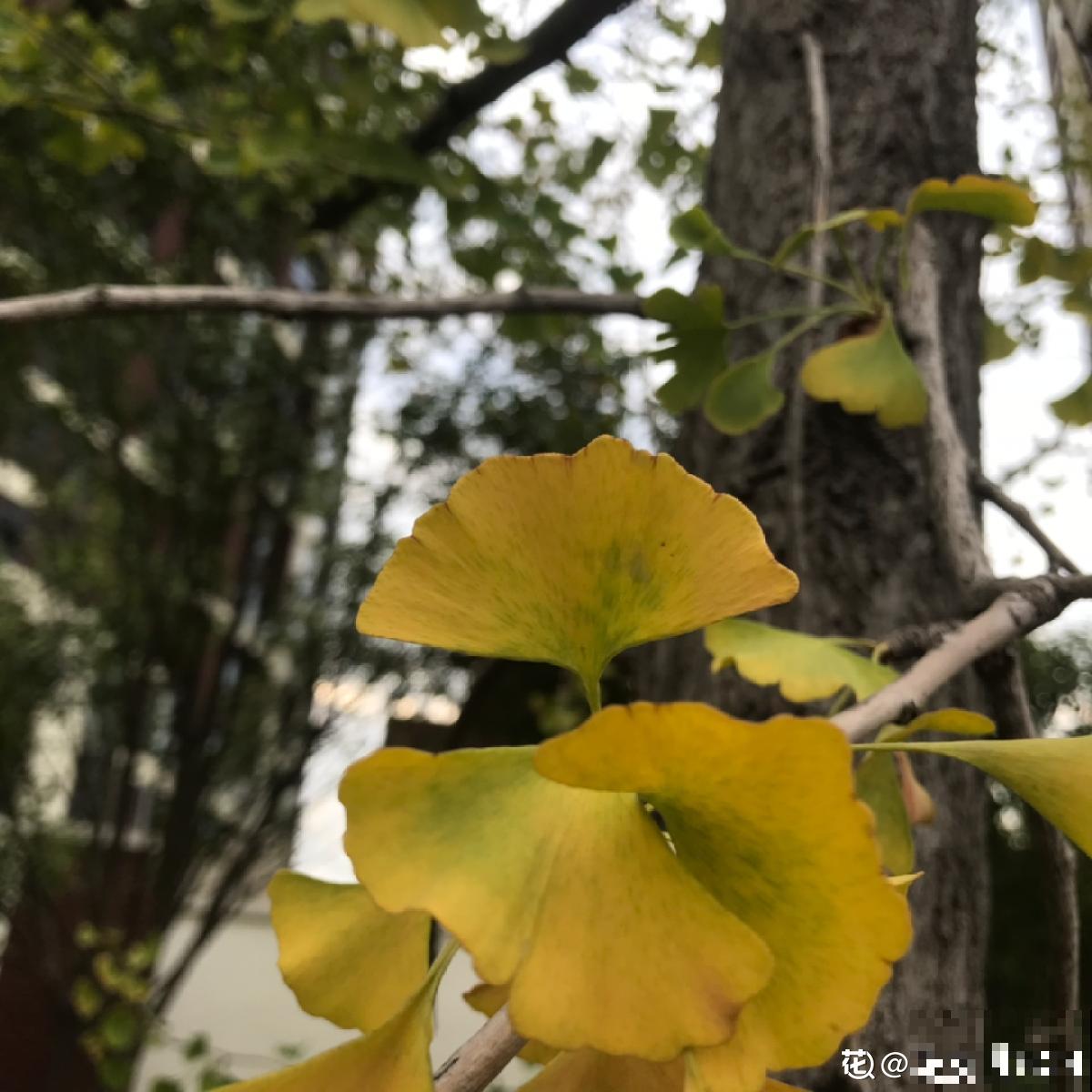 6种金黄色的花，打造金灿灿的秋天，你见过哪种？