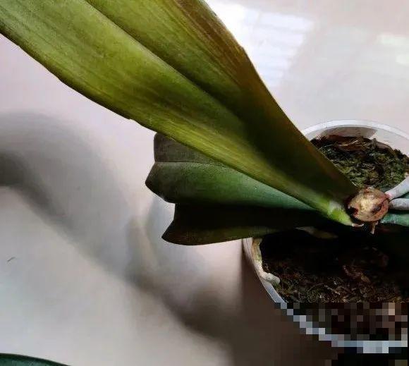 夏天看见气生根,赶紧剪下来,插土里就活 夏天看见气生根,赶紧剪下来,插土里就活