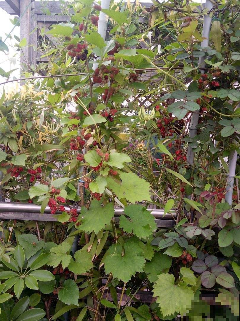 家中就能养的4种水果,好吃又好养,不用自己买水果了 家中就能养的4种水果,好吃又好养,不用自己买水果了