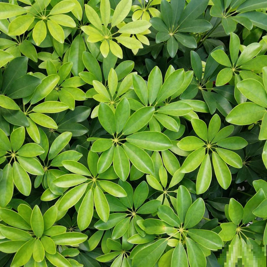 15种花,养在家里有气质,好养又健康 15种花,养在家里有气质,好养又健康